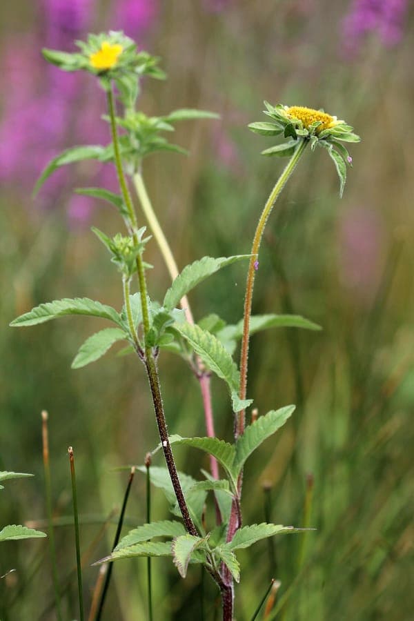 Tall beggar-ticks plant with bright yellow flowers and characteristic sticky seed pods
