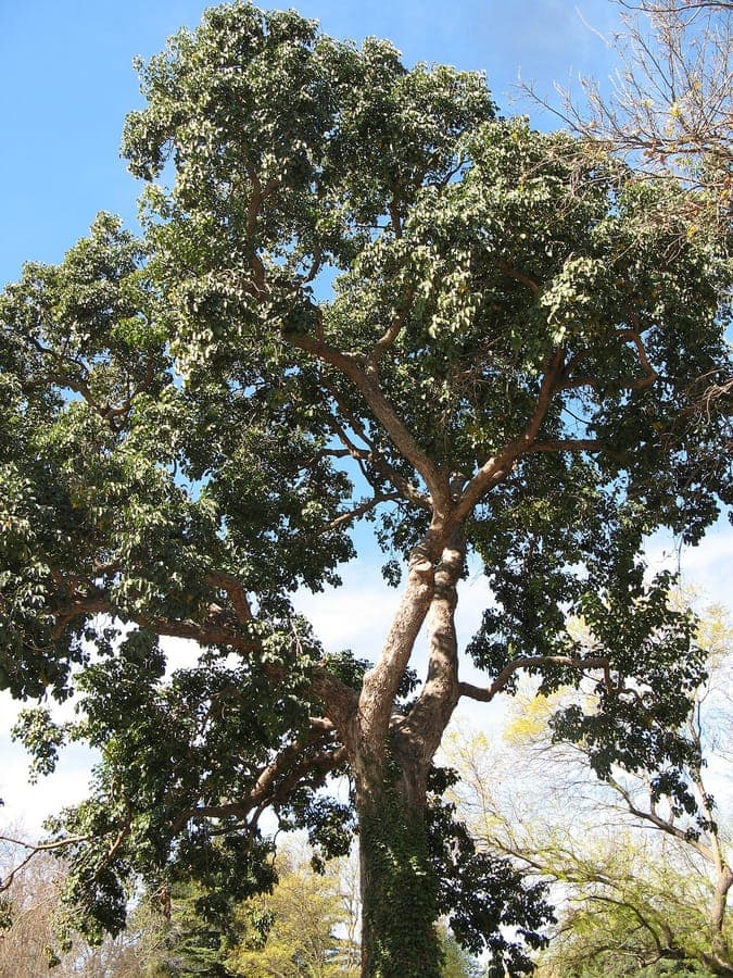 Reifer Bischofia javanica Baum mit charakteristischen Blattern und Wuchsform