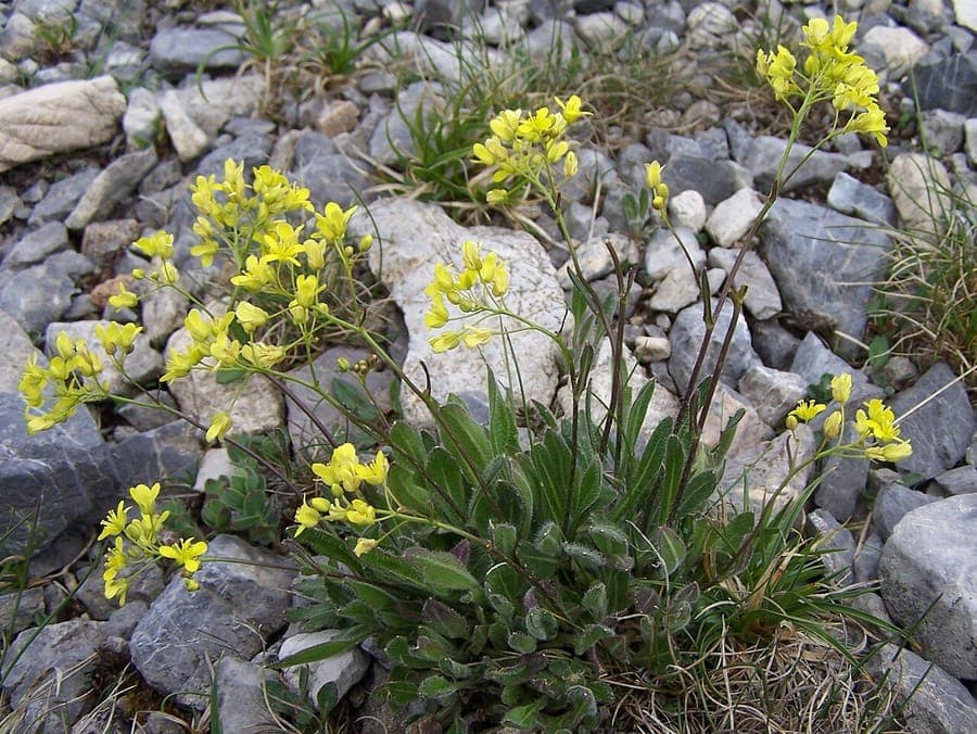 Biscutelle lisse (Biscutella laevigata) affichant des fleurs jaunes éclatantes et fruits distinctifs