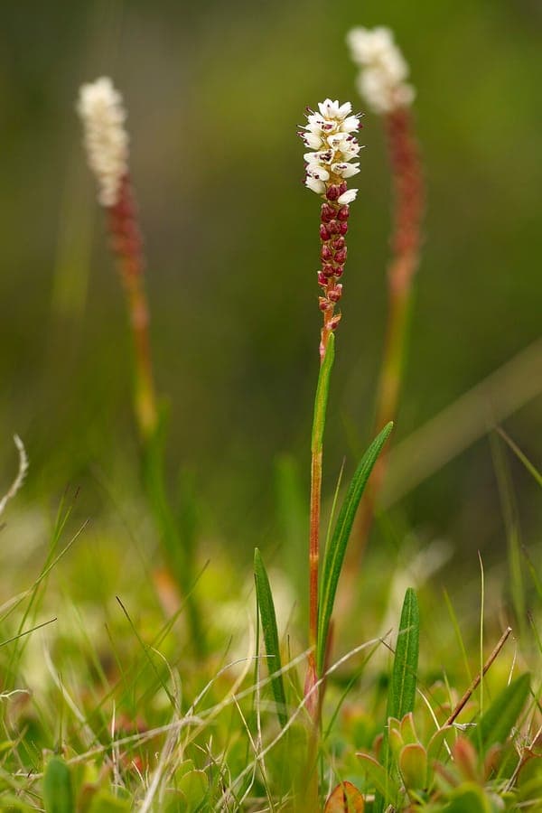 Bistorta vivipara in full bloom showing pink flower heads and characteristic leaves