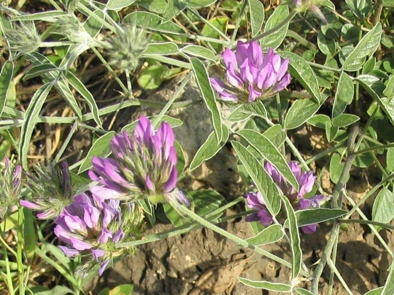 Arabian pea with blue flowers and characteristic fragrant foliage