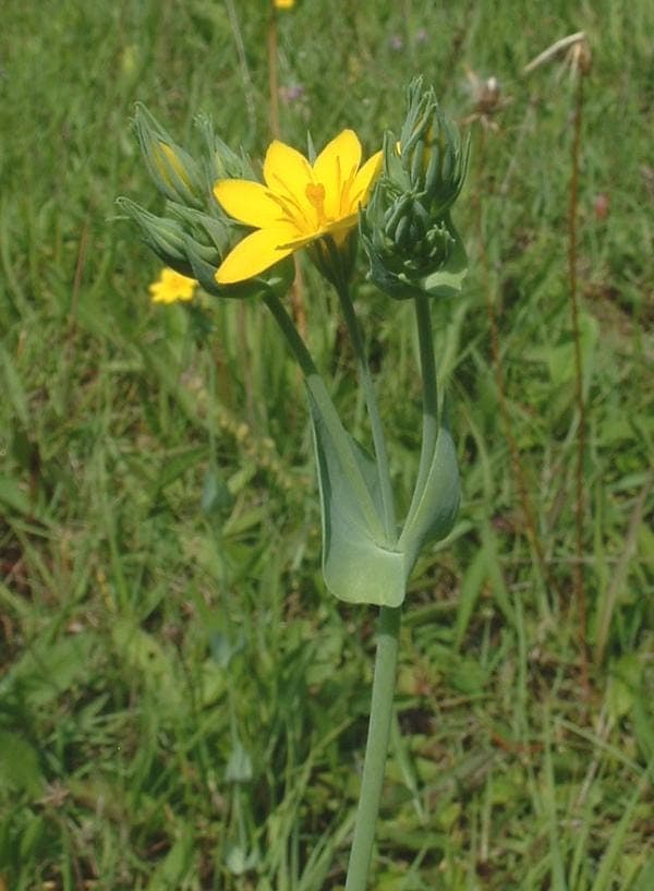 Bright yellow flowers of Yellow-wort blooming in a sunny wildflower meadow
