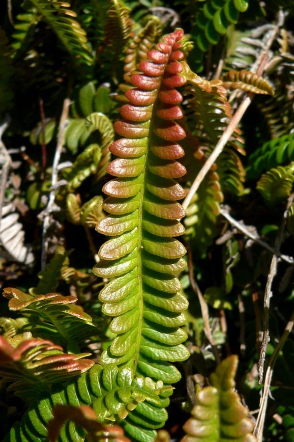 Blechnum penna-marina, Antarctische hardvaren met elegant gestalte