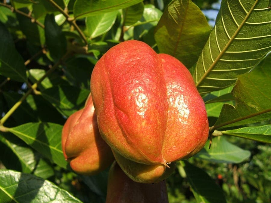 Blighia sapida ripe red fruits opening to reveal yellow arils