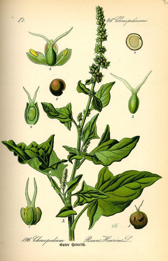 Plante Good King Henry (Blitum bonus-henricus) en croissance avec des feuilles vertes comestibles