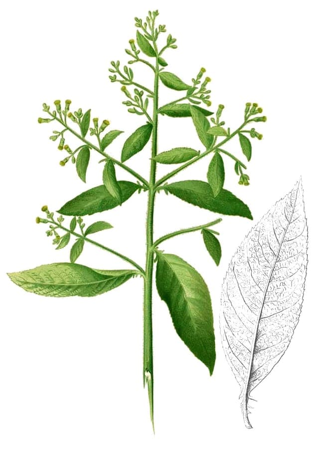 Blumea balsamifera plant with yellow flower clusters