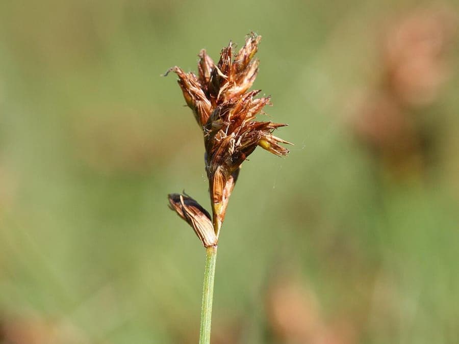 Flat sedge in full bloom along a pond edge, with light brown flower spikes in summer