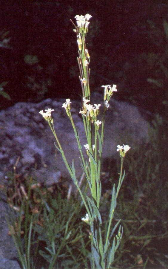 Boechera stricta en fleurs sur un sol rocailleux