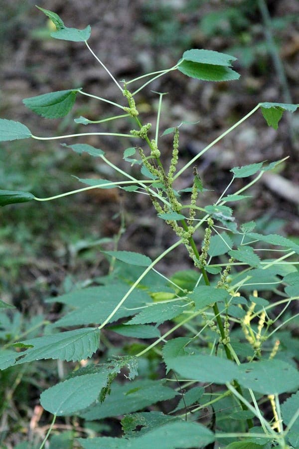 Boehmeria cylindrica met gegroefde groene bladeren langs een vochtige oever