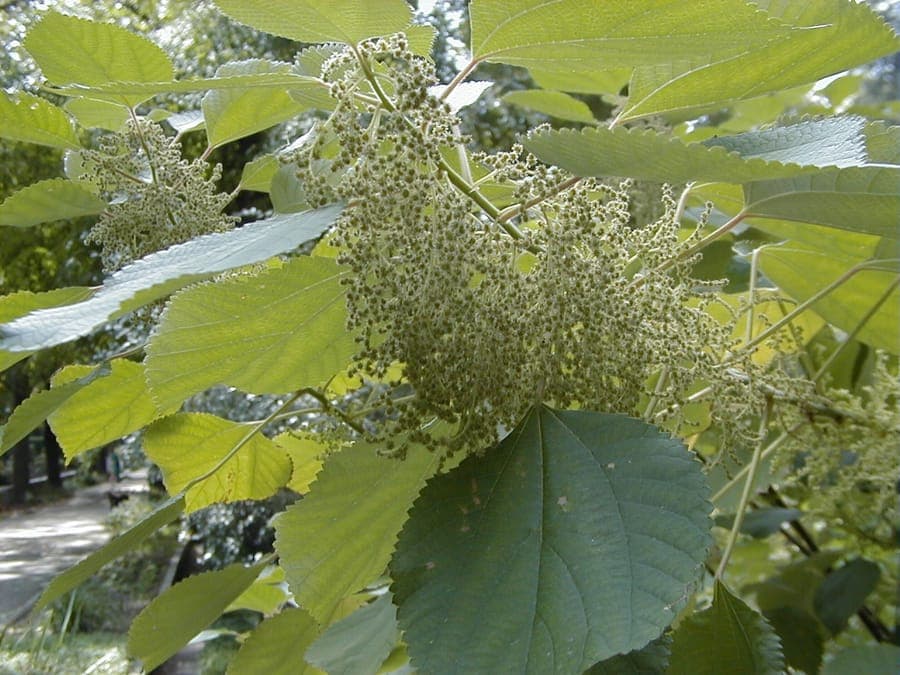 Ramie Boehmeria nivea plant with leaves