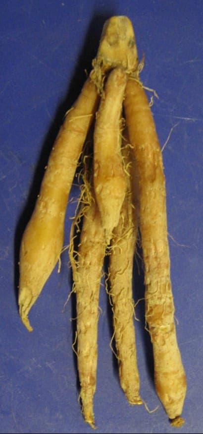 Chinese-keys plant with distinctive finger-like rhizomes