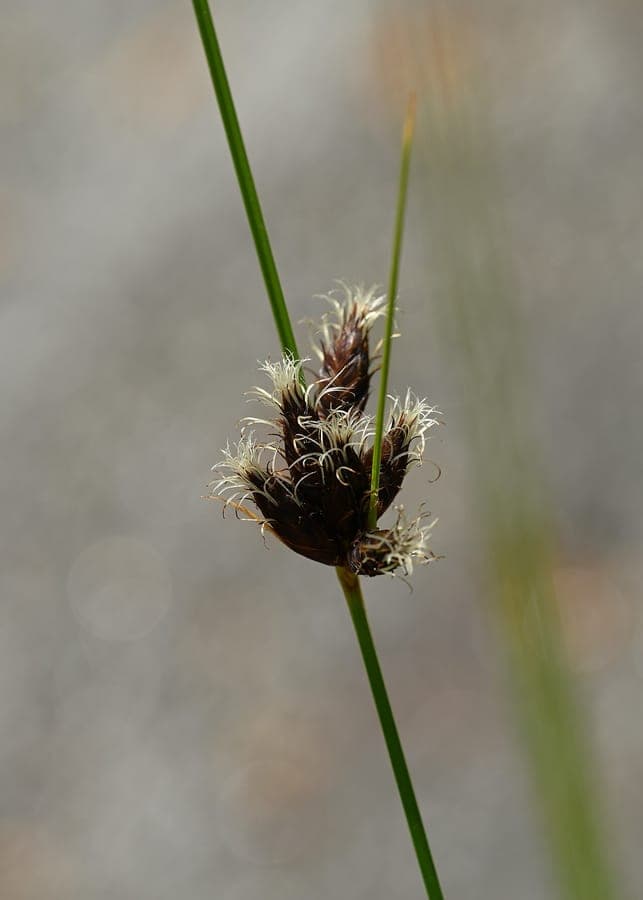 Bolboschoenus glaucus growing at water's edge