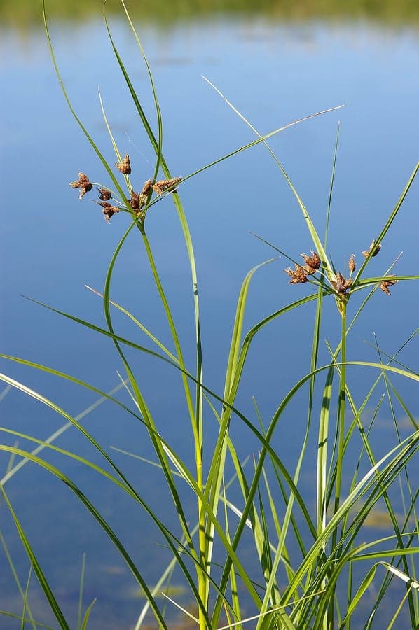 Gewöhnliche Strandsimse (Bolboschoenus maritimus) in Blüte am Rand eines flachen Teichs
