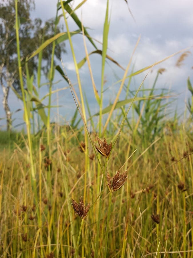 Bolboschoenus planiculmis - oostelijke bies in natuurlijk moerasgebied