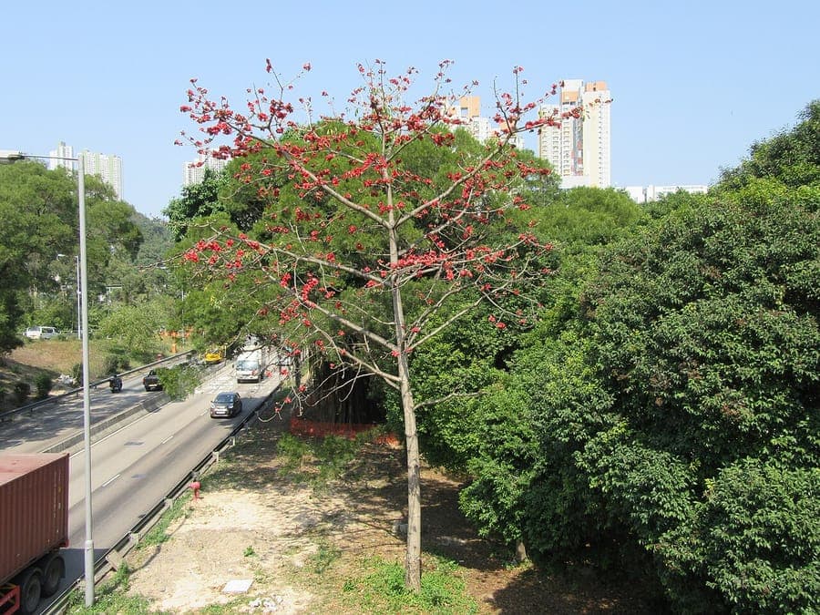 Red silk-cotton Bombax ceiba tree with red flowers