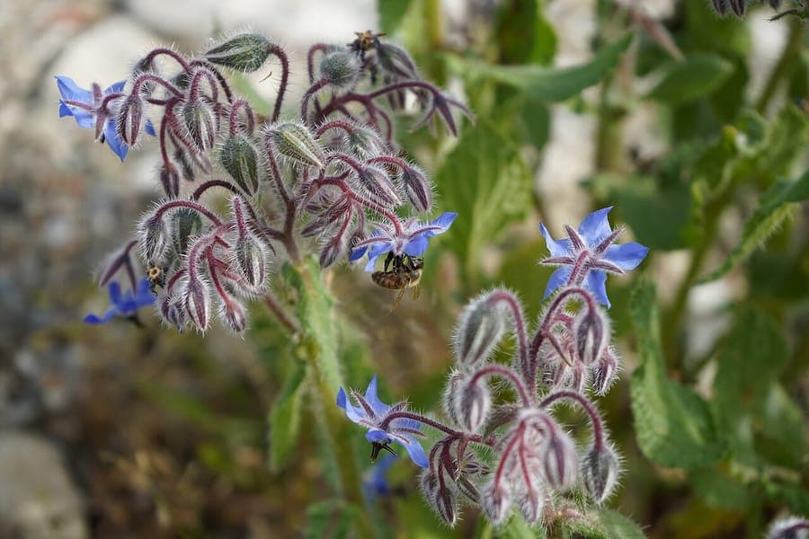 Bernagie met blauwe sterbloemen in een zonnige tuin