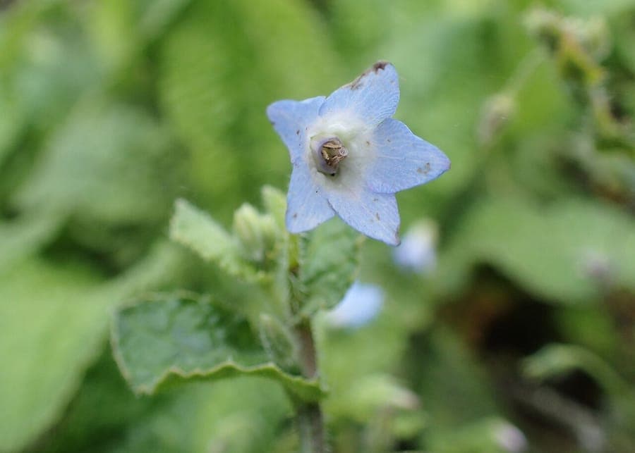 Borago pygmaea flowers
