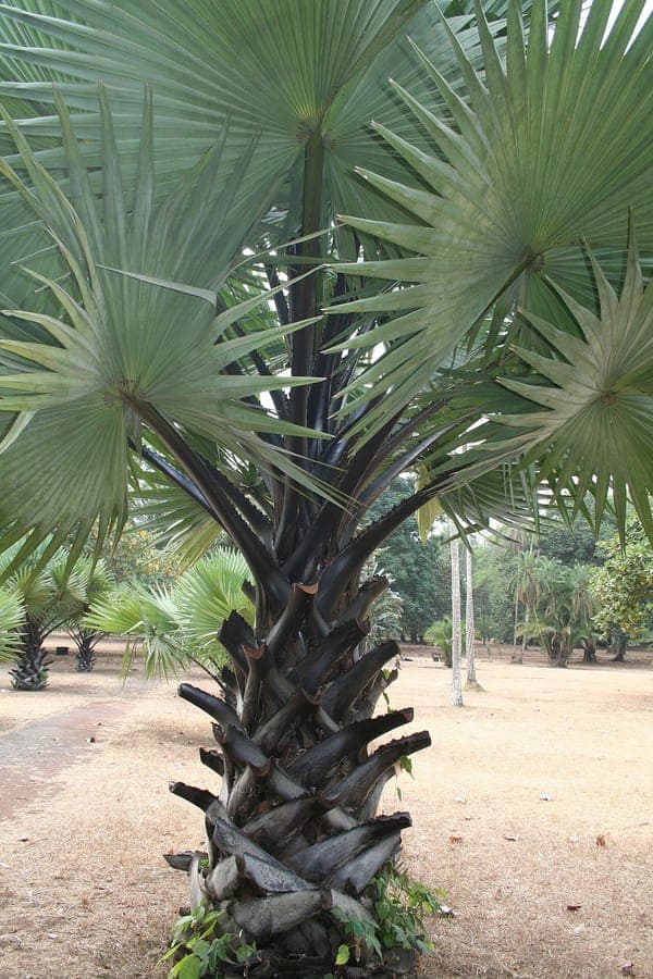 Borassus aethiopum fruitdrager