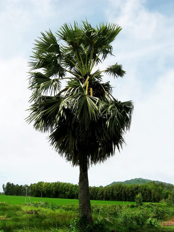 Borassus flabellifer palmier de Palmyre