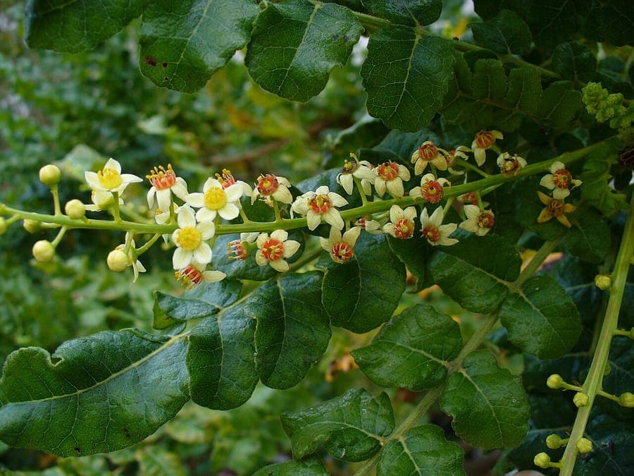 Boswellia sacra frankincense tree