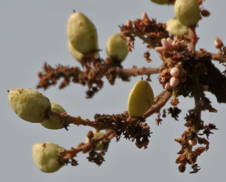 Boswellia serrata frankincense tree with distinctive foliage