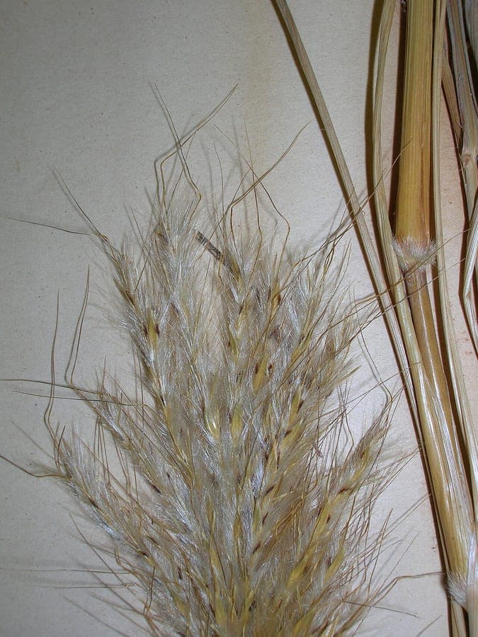 Bothriochloa barbinodis with red and brown flower spikes