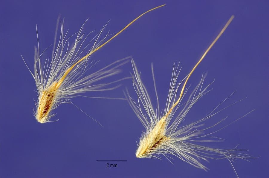 Bothriochloa saccharoides - Silber-Barthalm mit silbrigen Ahren im Gegenlicht