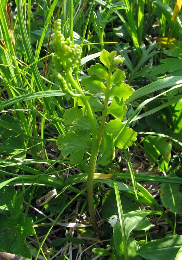 Northern moonwort fern with fine fresh green leaflets