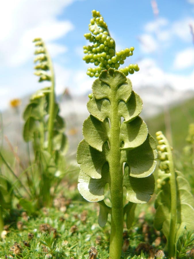 Common moonwort in a natural woodland setting with silvery-green, crescent-shaped fronds