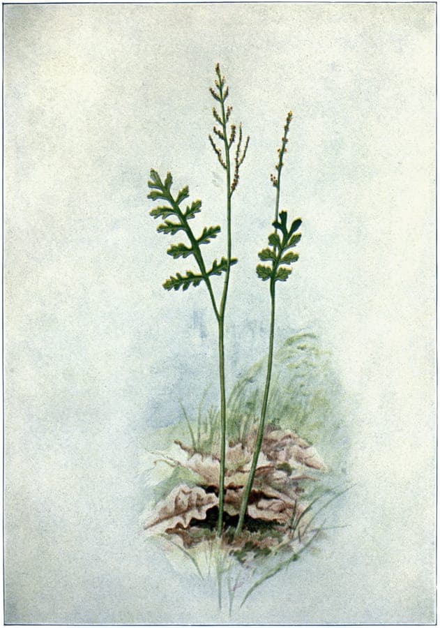 Botrychium matricariifolium delicate fern fronds