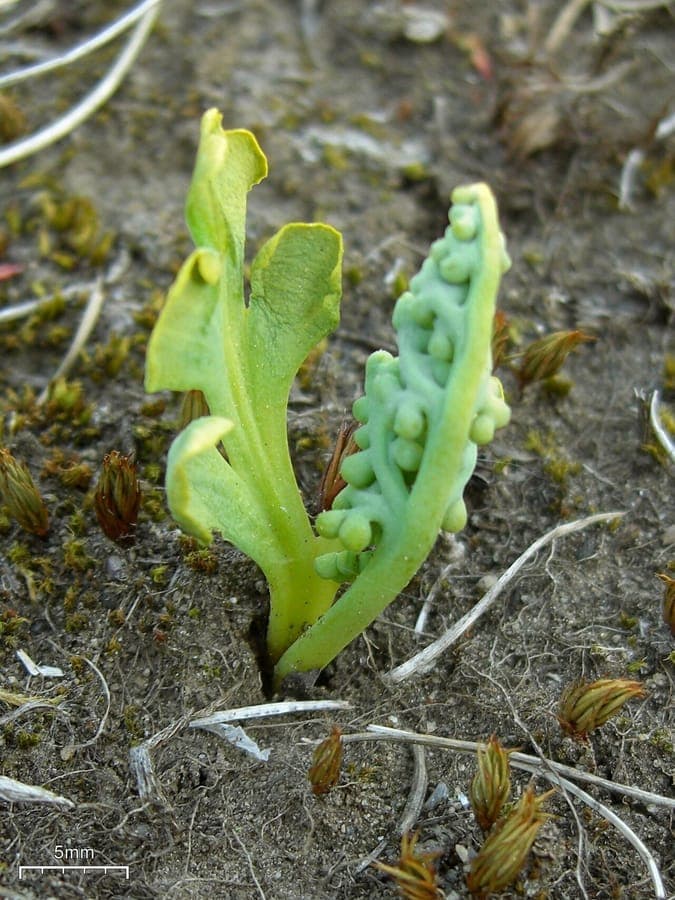 Petit botrychium dans une clairière boisée avec sol humide et ombragé