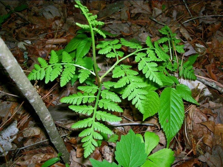 Botrychium virginianum grape fern showing distinctive two-lobed frond structure