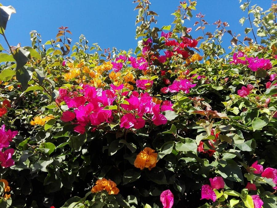 Purple bougainvillea flowers in full bloom