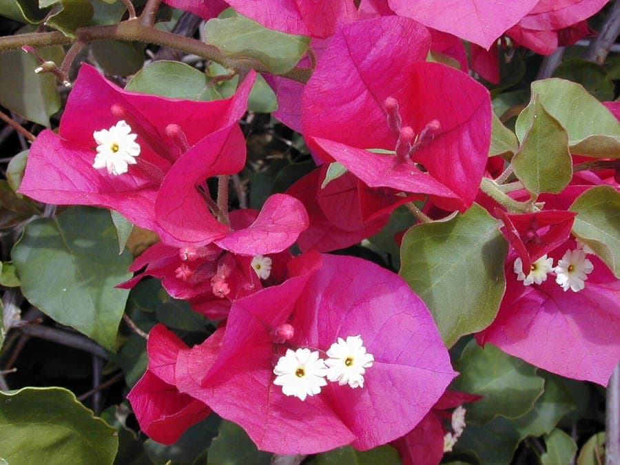 Bougainvillea spectabilis met rode gekleurde bracting