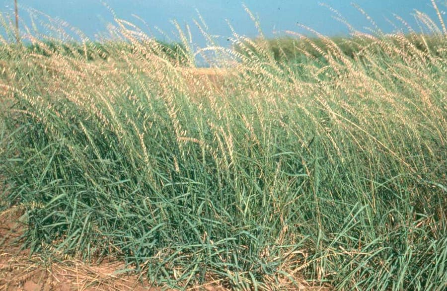 Bouteloua curtipendula with characteristic drooping flowers and reddish foliage