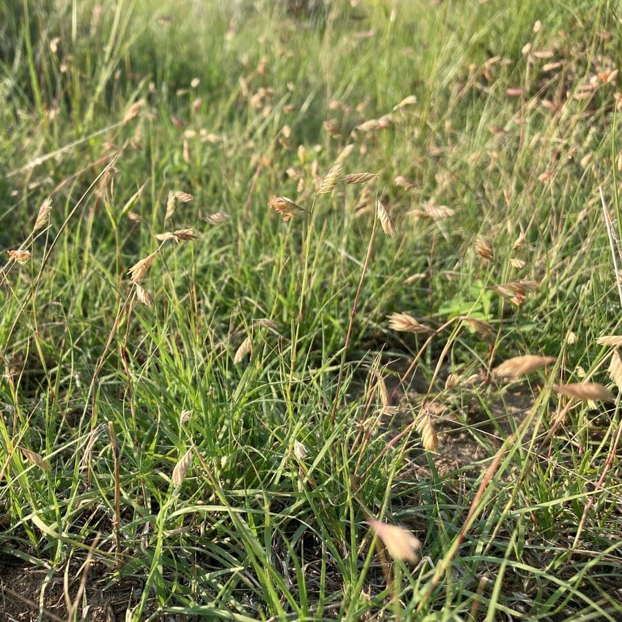 Bouteloua dactyloides forming a dense, low turf on a sunny, dry garden site