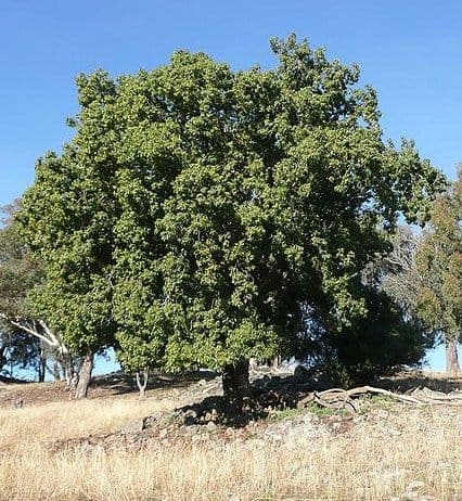Kurrajong tree with characteristic bottle-shaped trunk