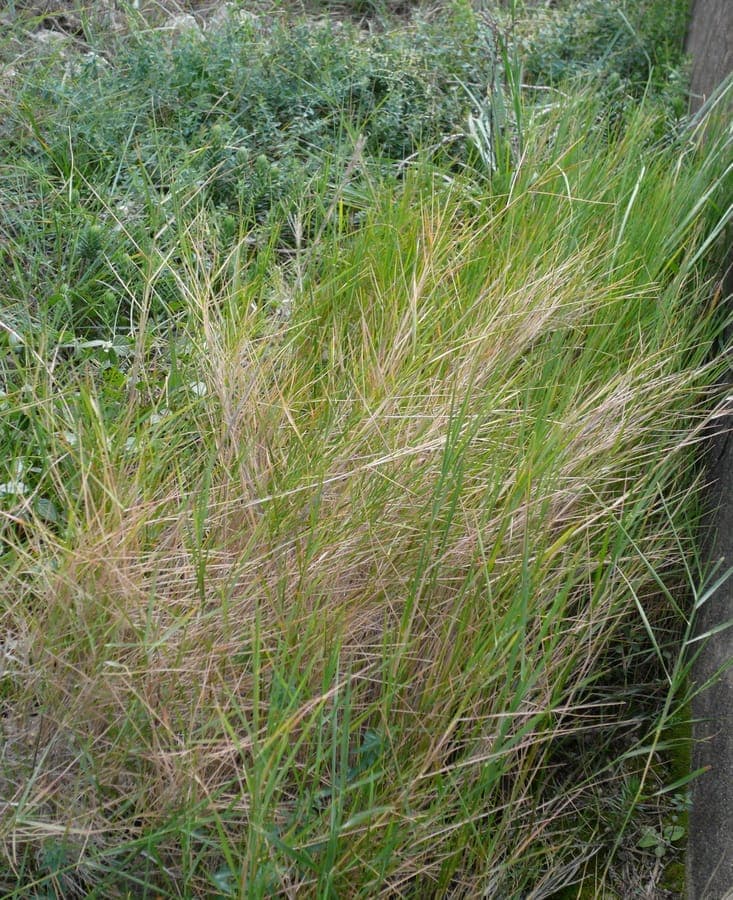 Brachypodium retusum formant une dense touffe sur un versant calcaire méditerranéen ensoleillé
