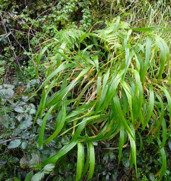 Slender False Brome (Brachypodium sylvaticum)-Grasart mit schlanken Blättern und Rispen