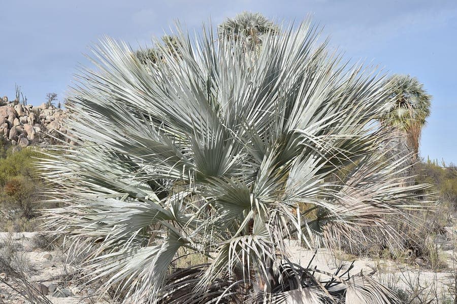 Brahea armata Mexican blue palm with silvery-blue leaves