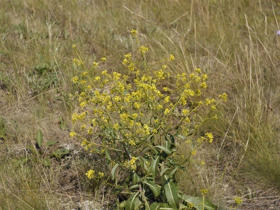 Brassica elongata Pflanze mit charakteristisch verlangerten Blottern
