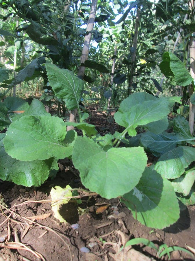 Brassica fruticulosa wild turnip with yellow flowers and bushy growth habit