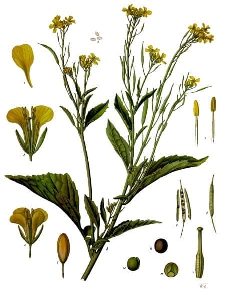 Sareptamosterd plant met krullende bladeren en gele bloemen in een zonnige tuinbedding