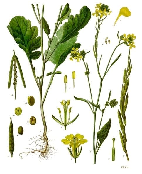 Fleurs jaunes de moutarde noire en grappes denses
