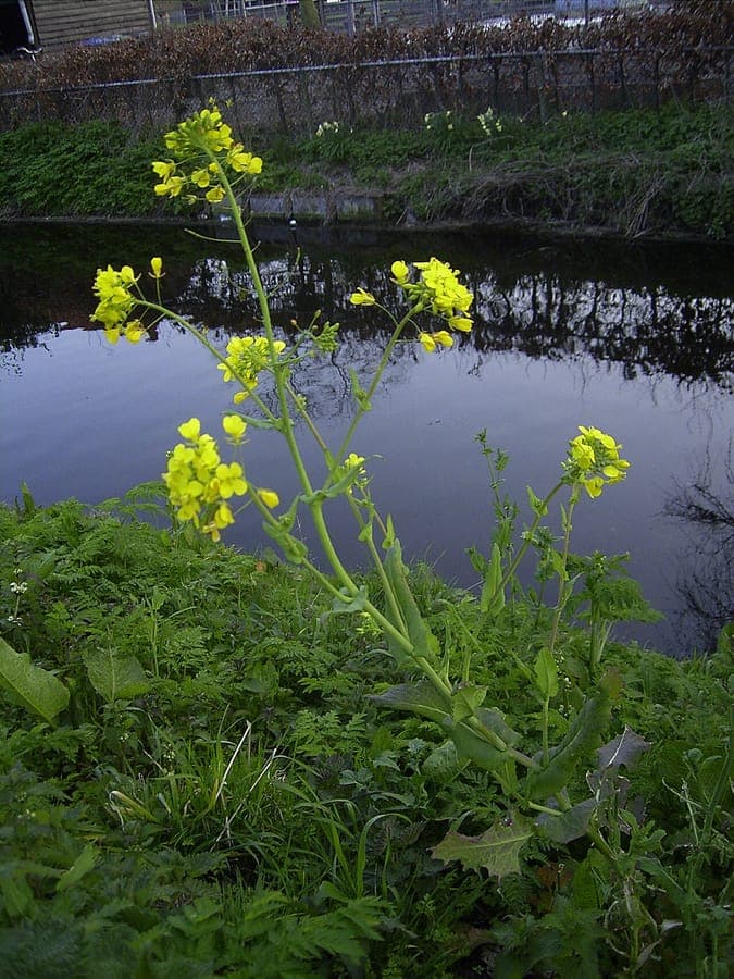 Gezonde Raapzaadplanten met groene bladeren en gele bloemen in een tuinbed