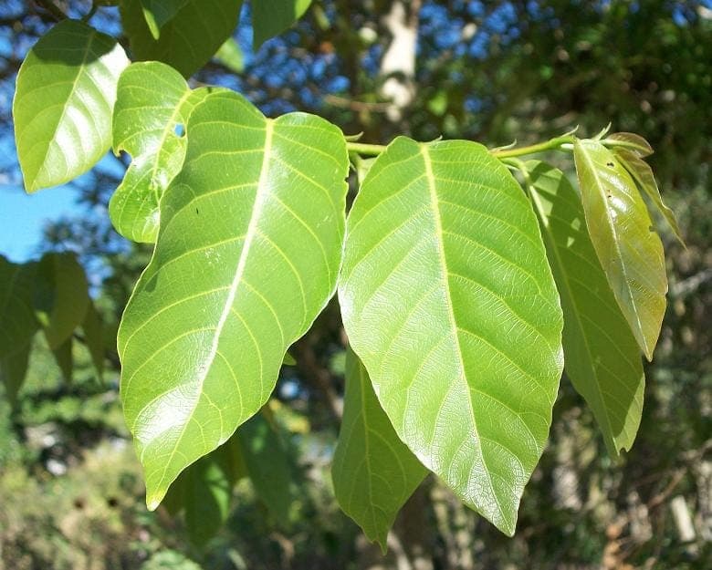 Bridelia micrantha Strauch mit elliptischen Blättern