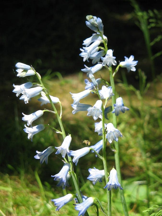 Brimeura amethystina with delicate blue bell-shaped flowers in May