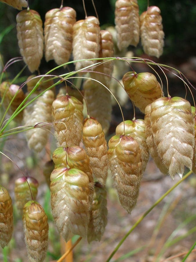 Close-up of Great quaking grass with its distinctive bobbing flower heads swaying gently in the breeze.