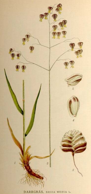 Perennial quaking grass (Briza media) with swaying heart-shaped seed heads in a dappled shade border