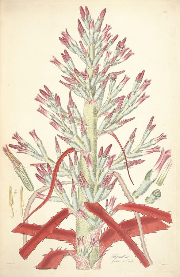 Bromelia pinguin plant with red flowers and characteristic green rosette leaves